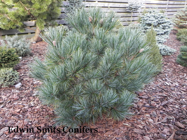 Pinus koraiensis 'Amur'
